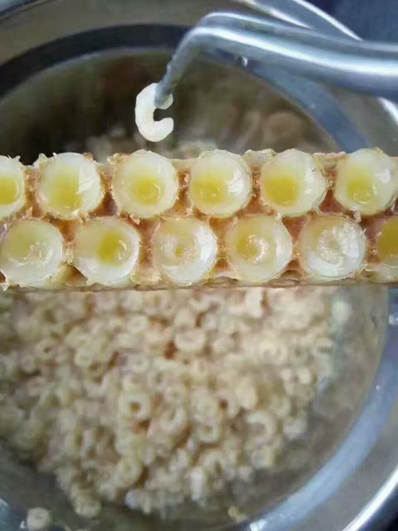 蜂王浆