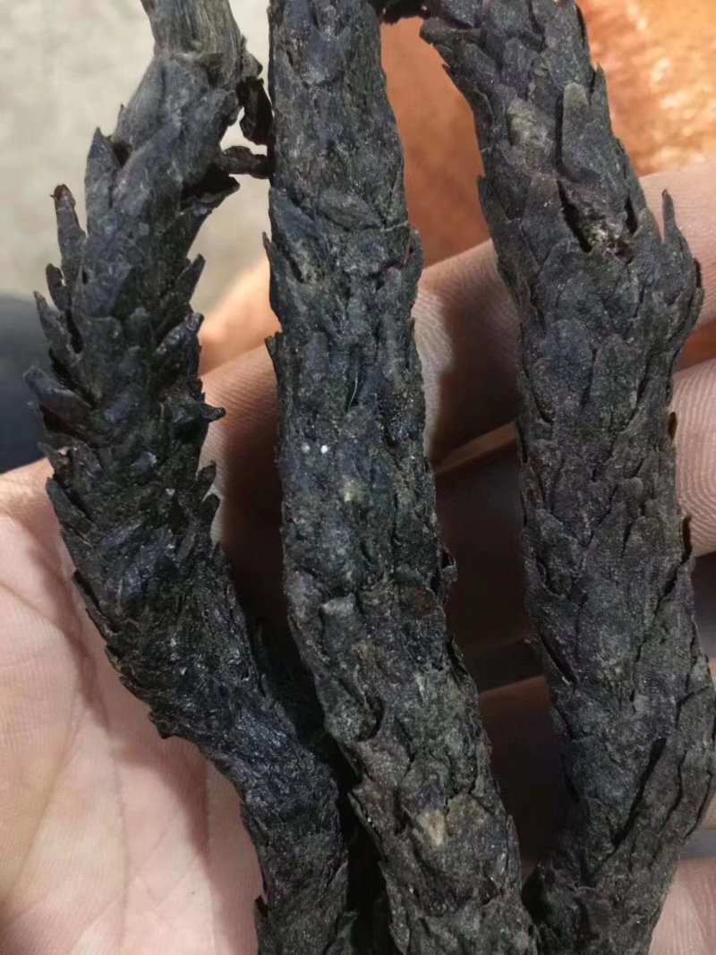 内蒙古纯野生肉苁蓉特级精选500克顺丰包邮