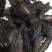 内蒙古纯野生肉苁蓉特级精选500克顺丰包邮