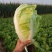 夏阳白菜，无虫眼，绿叶心无烧，个头均匀，量大优惠。