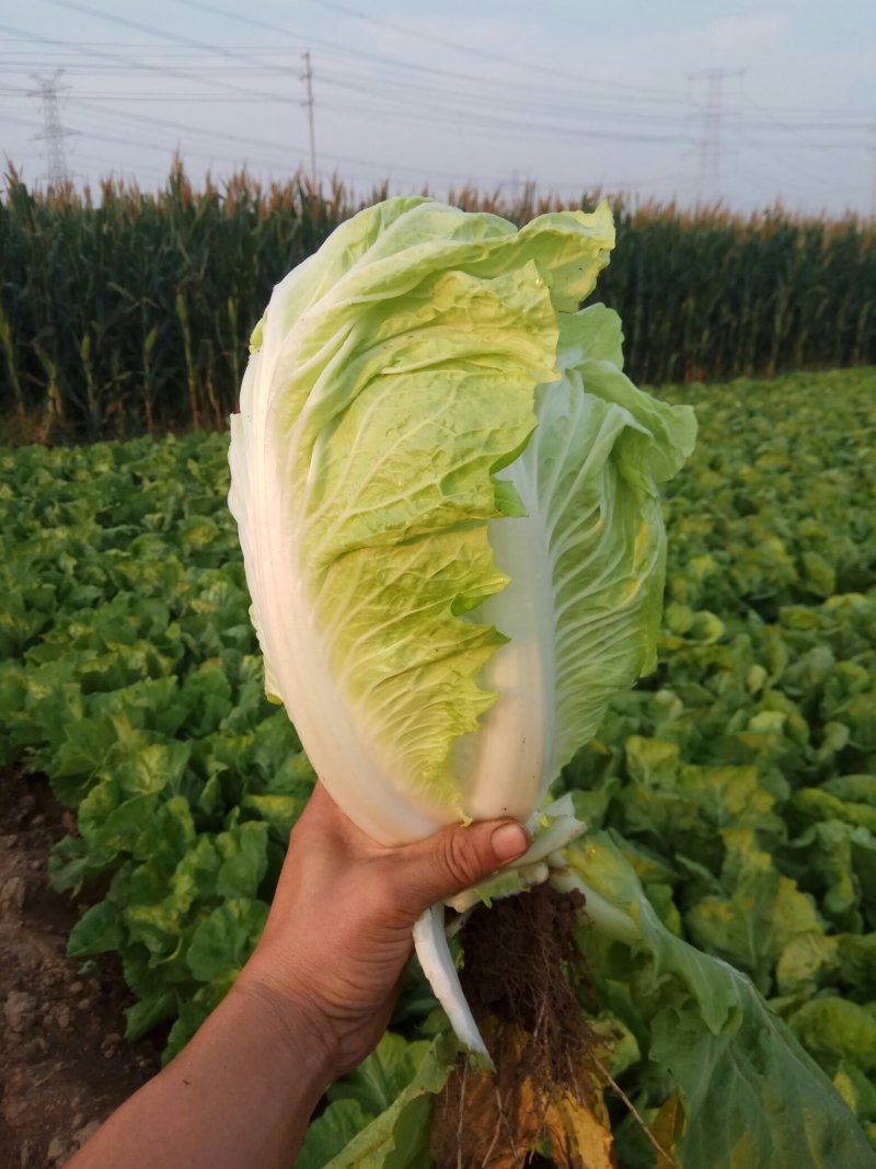 夏阳白菜，无虫眼，绿叶心无烧，个头均匀，量大优惠。