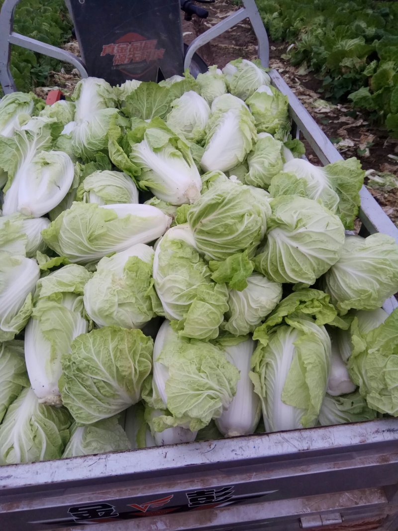 夏阳白菜，无虫眼，绿叶心无烧，个头均匀，量大优惠。