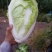 夏阳白菜，无虫眼，绿叶心无烧，个头均匀，量大优惠。