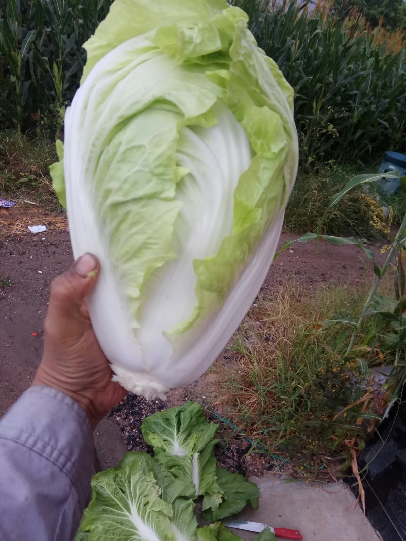 夏阳白菜，无虫眼，绿叶心无烧，个头均匀，量大优惠。