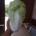 夏阳白菜，无虫眼，绿叶心无烧，个头均匀，量大优惠。