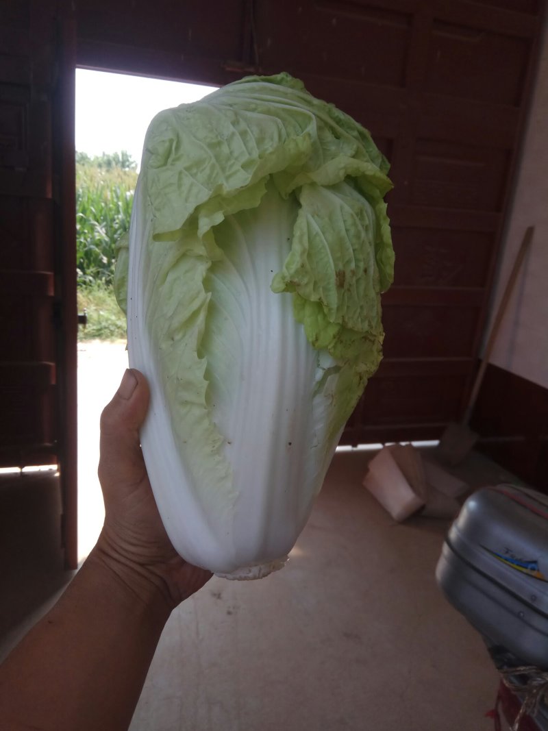 夏阳白菜，无虫眼，绿叶心无烧，个头均匀，量大优惠。