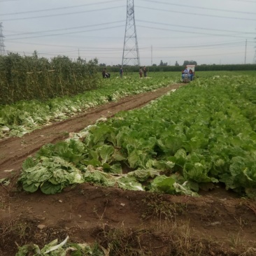 夏阳白菜，无虫眼，绿叶心无烧，个头均匀，量大优惠。