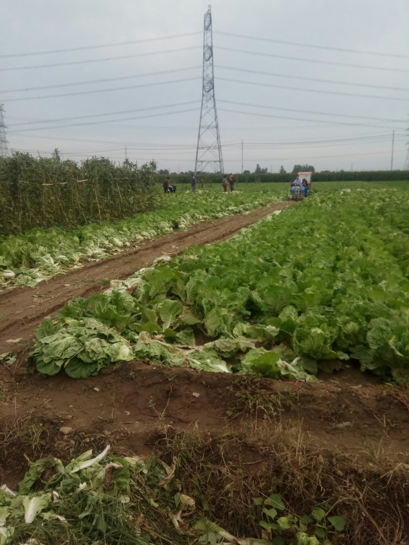 夏阳白菜，无虫眼，绿叶心无烧，个头均匀，量大优惠。