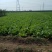 夏阳白菜，无虫眼，绿叶心无烧，个头均匀，量大优惠。