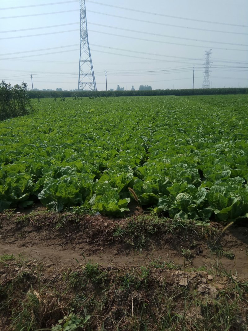 夏阳白菜，无虫眼，绿叶心无烧，个头均匀，量大优惠。