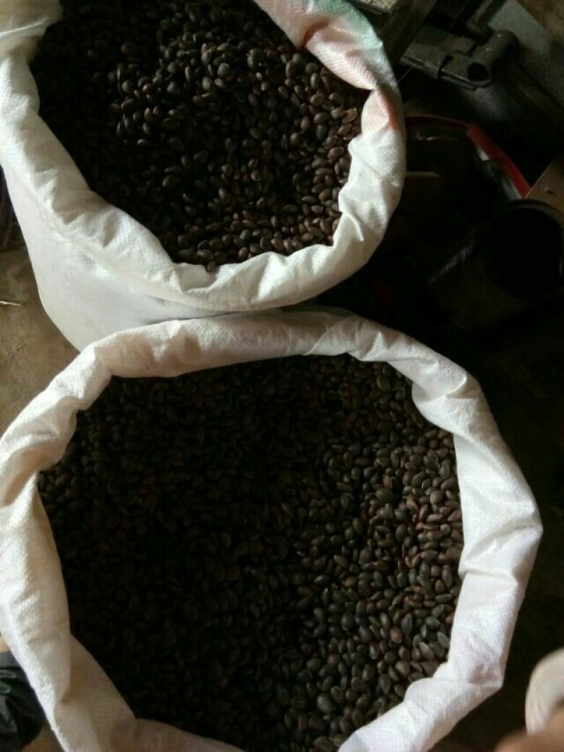 松子落水松大量供应需要的老板请联系