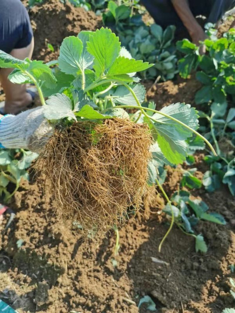 山东甜宝草莓苗草莓苗保证质量技术指导假植苗优质苗大量供应