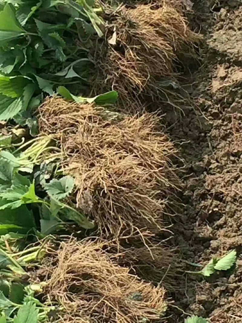 山东甜宝草莓苗草莓苗保证质量技术指导假植苗优质苗大量供应