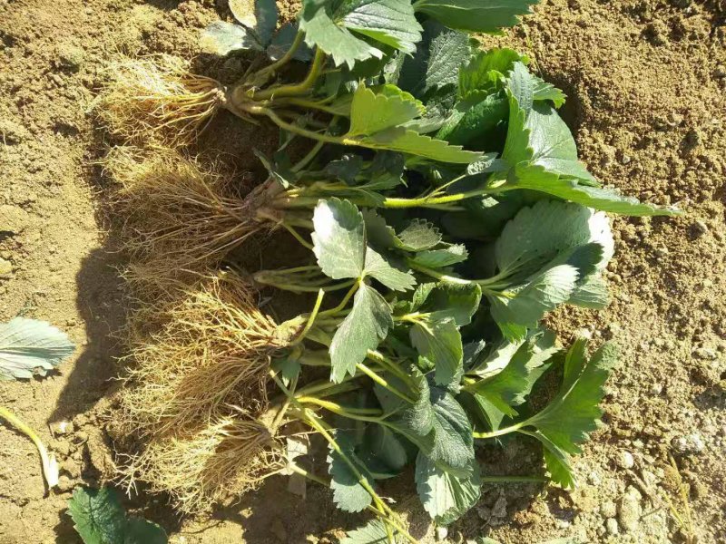 山东甜宝草莓苗草莓苗保证质量技术指导假植苗优质苗大量供应