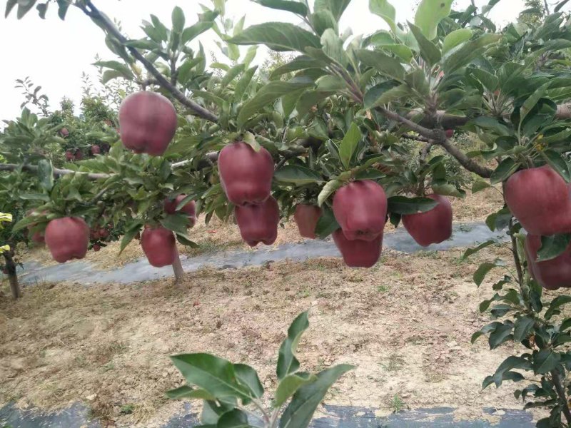 【精品】花牛苹果原产地发货新鲜蛇果价优保质保量