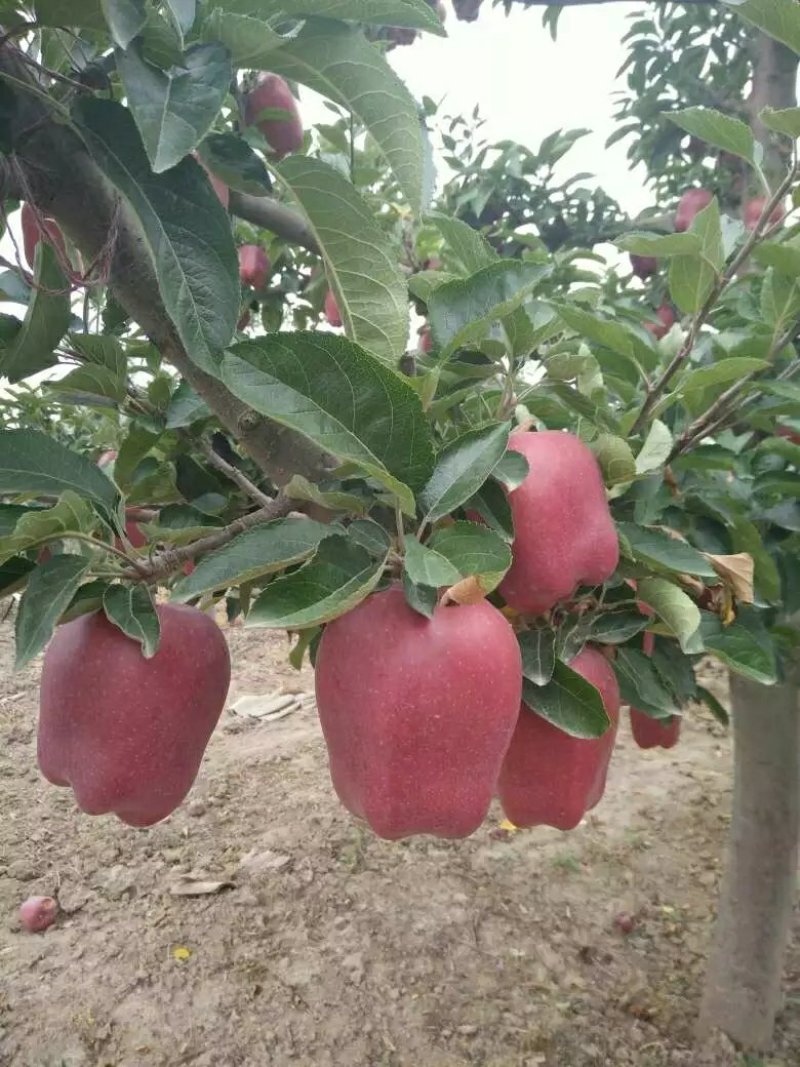 【精品】花牛苹果原产地发货新鲜蛇果价优保质保量