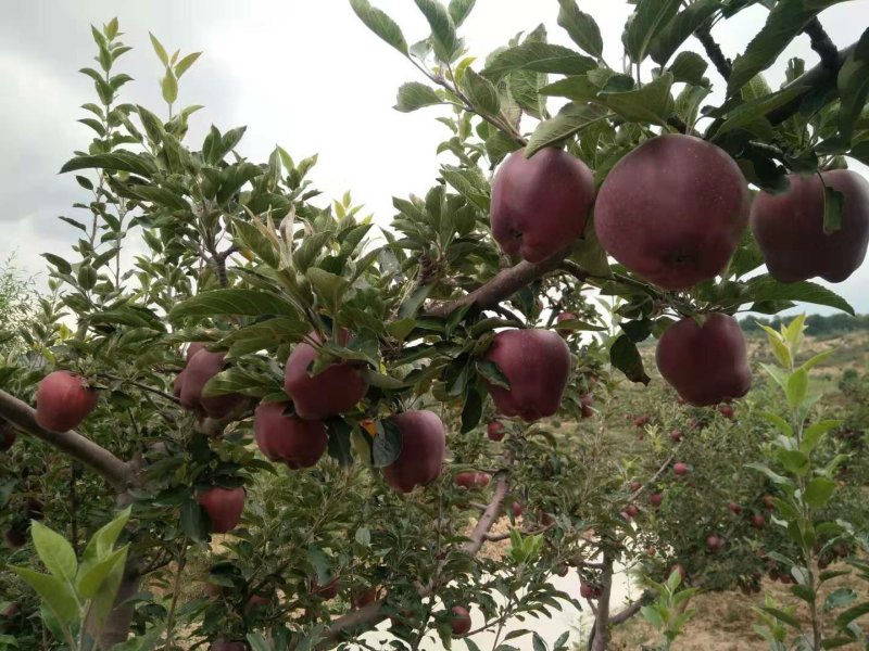 【精品】花牛苹果原产地发货新鲜蛇果价优保质保量