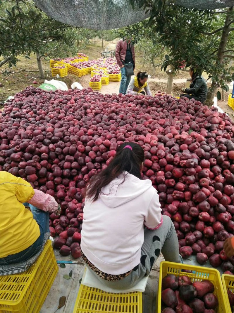 【精品】花牛苹果原产地发货新鲜蛇果价优保质保量