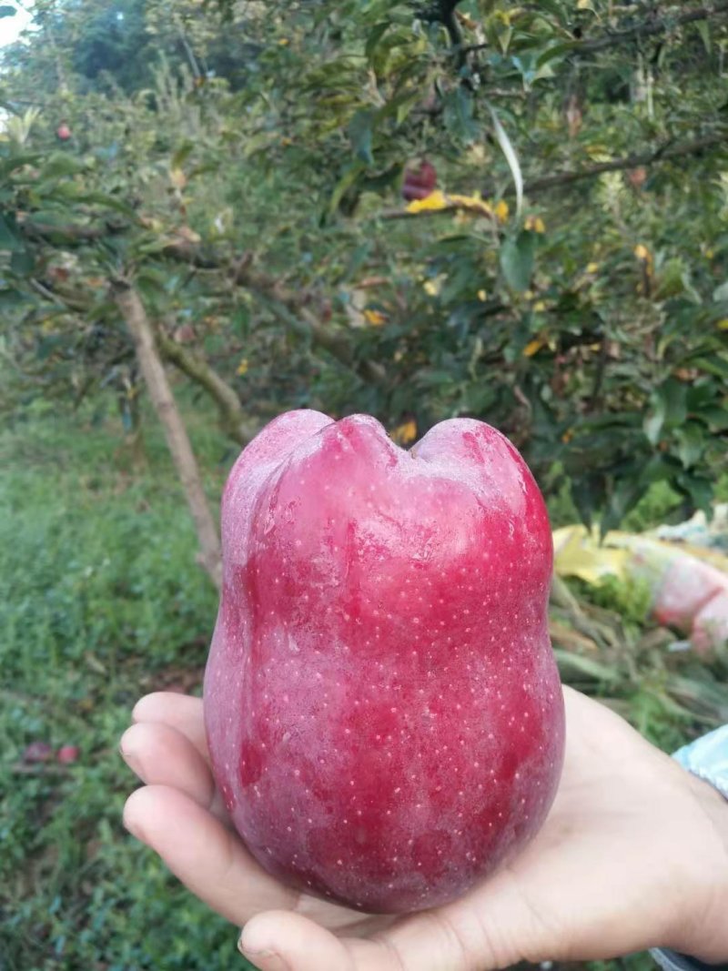 【产地新货】花牛苹果精品花牛原产地发货甘肃天水
