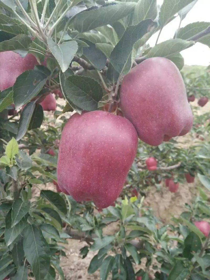 【产地新货】花牛苹果精品花牛原产地发货甘肃天水