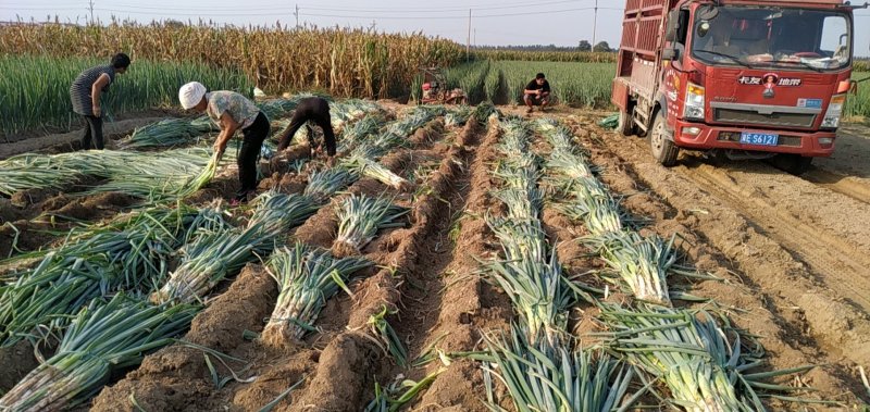 万亩精品大葱生产基地，可装半挂，代发全国诚信经营