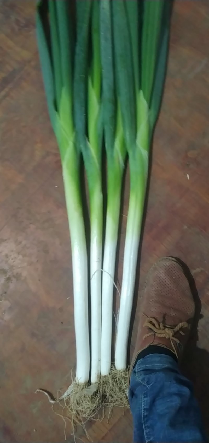 万亩精品大葱生产基地，可装半挂，代发全国诚信经营