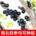 黑加仑树葡萄苗当年结果品种保证包成活包邮