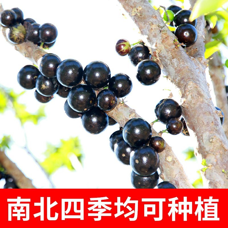 黑加仑树葡萄苗当年结果品种保证包成活包邮