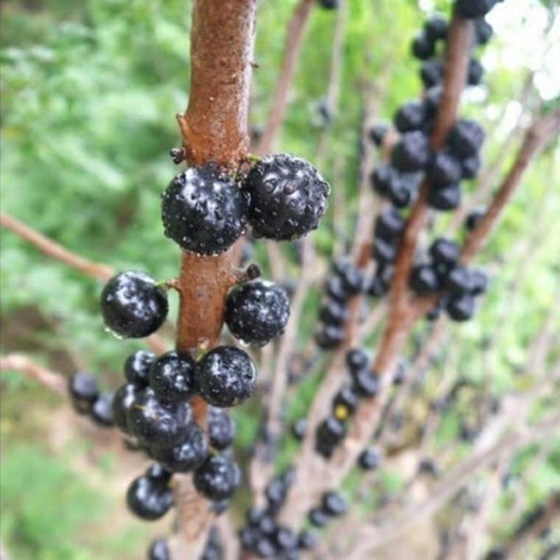 黑加仑树葡萄苗当年结果品种保证包成活包邮