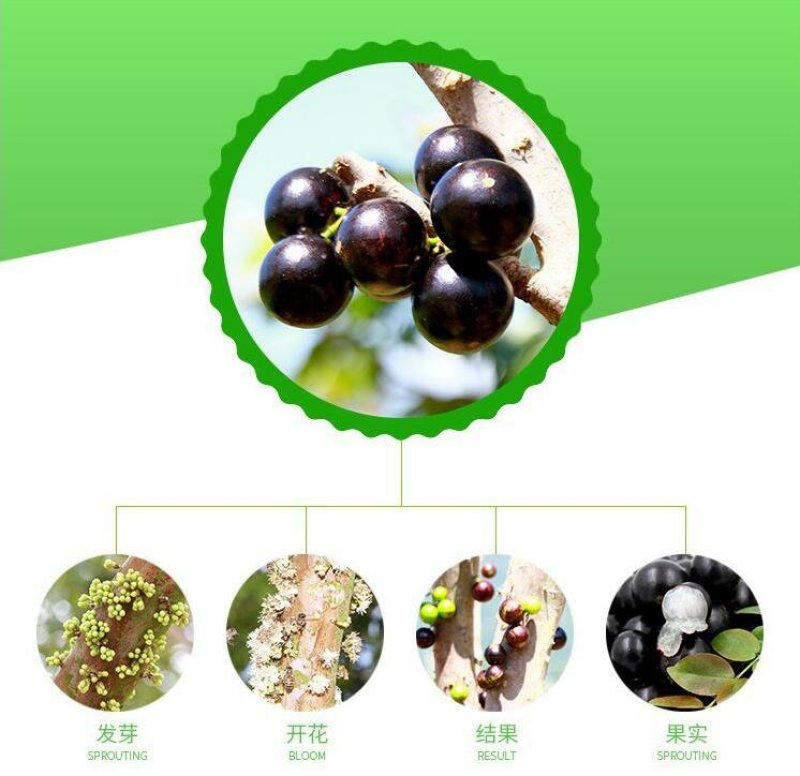黑加仑树葡萄苗当年结果品种保证包成活包邮