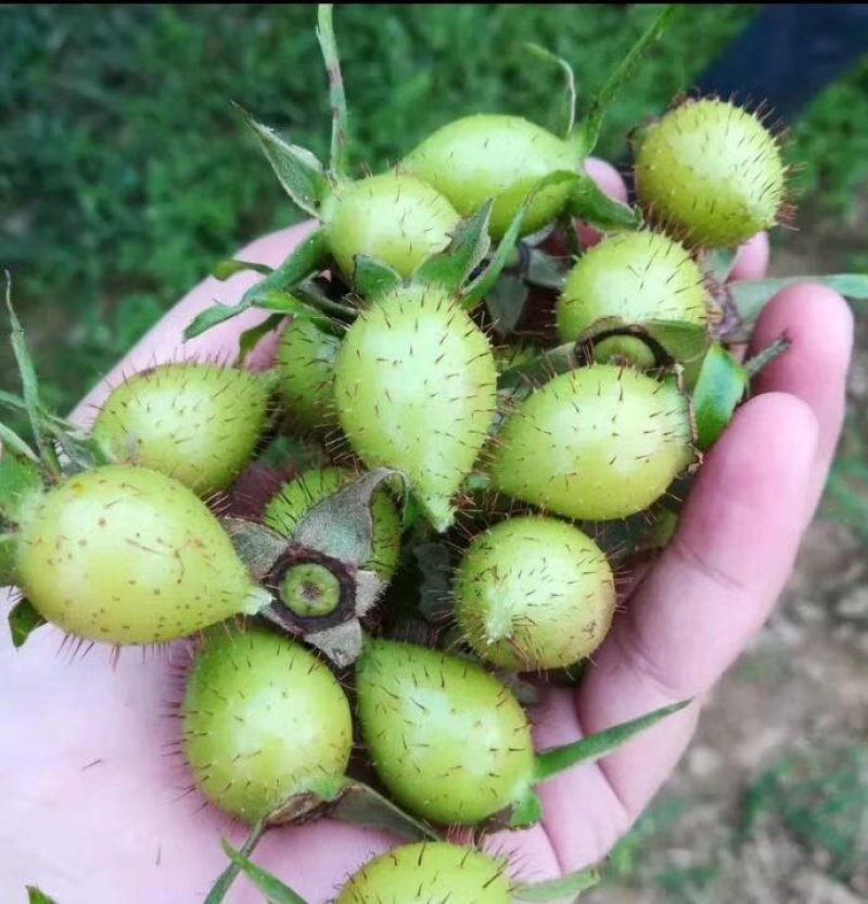 金樱子刺果