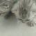 小猫