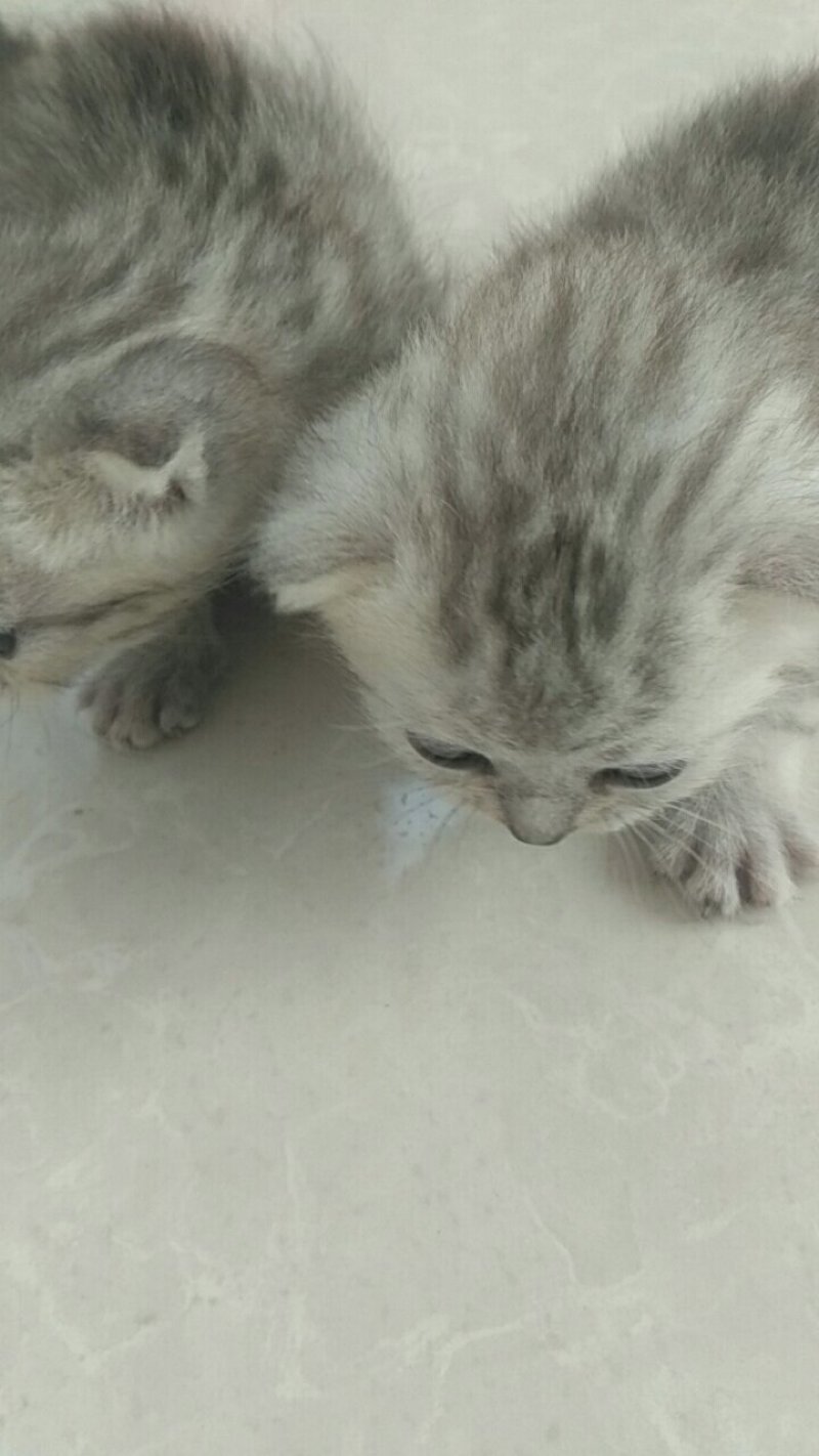 小猫