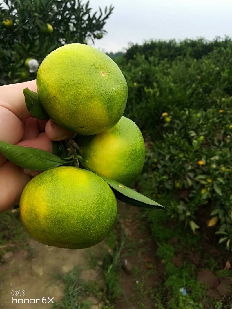 大量供应早熟宜昌密桔