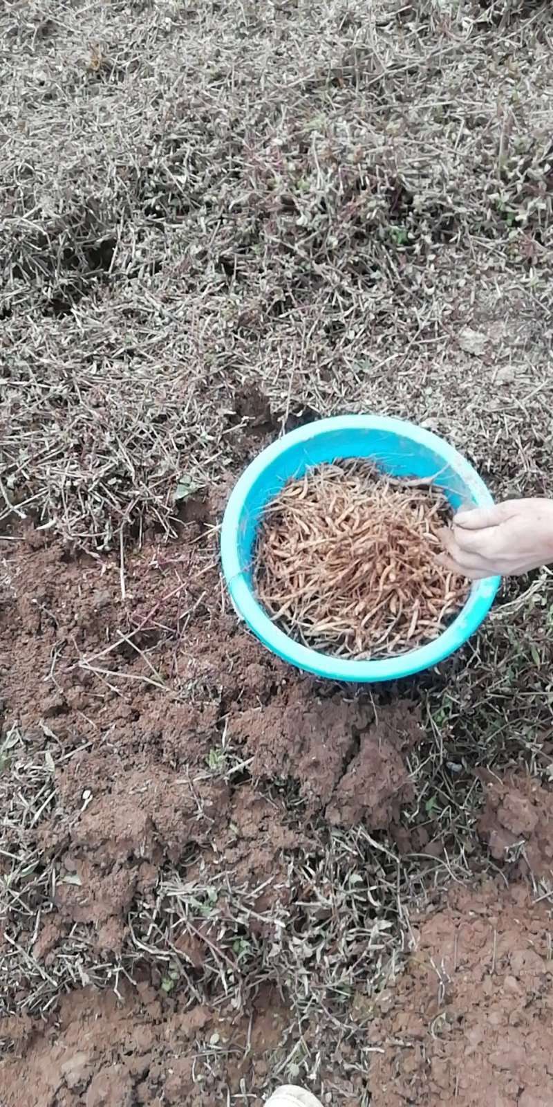 贵州省施秉县牛大场镇烂泥郑家太子参