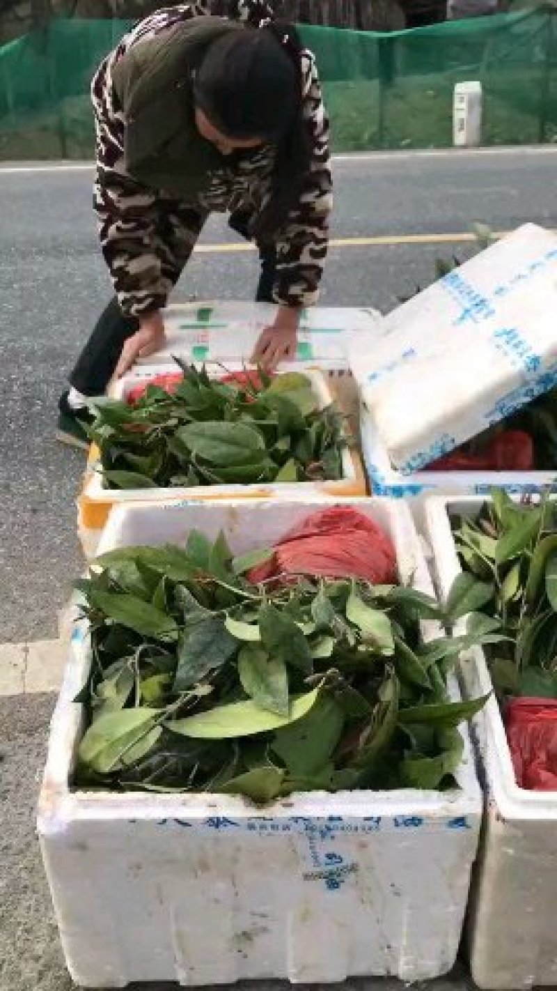 黑老虎布福娜大叶巨果紫黑品种