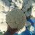 白面青梗松花菜2~3斤散花乳白产地直供