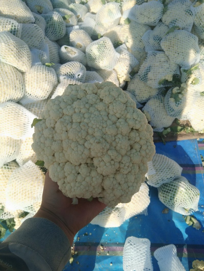 白面青梗松花菜2~3斤散花乳白产地直供
