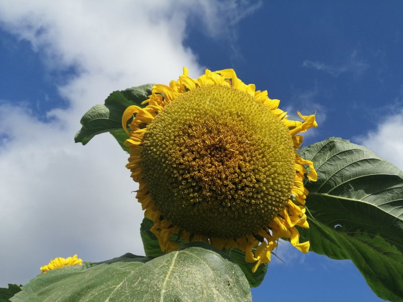 葵花363