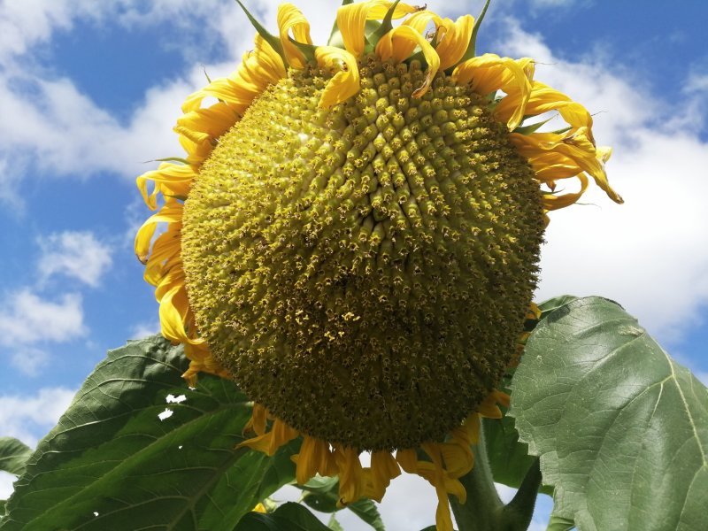 葵花363