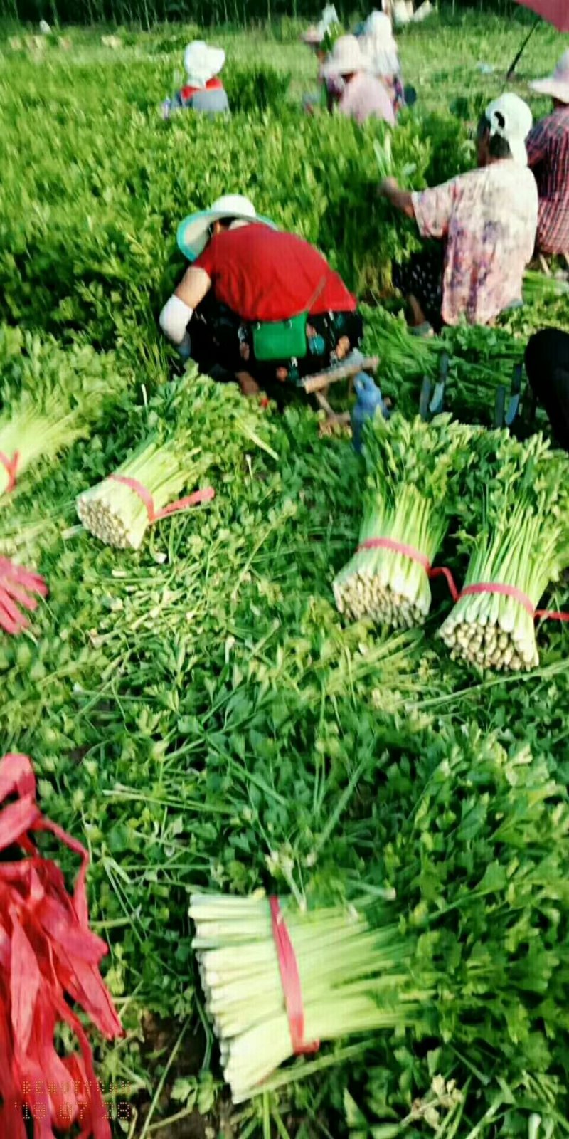 法国皇后芹菜大量有货需要的客户联系