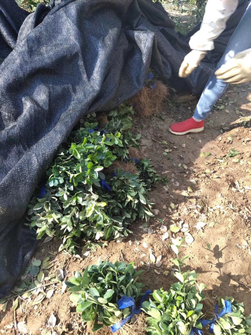 大叶黄杨高度8-15公分左右床苗地里现起苗好活