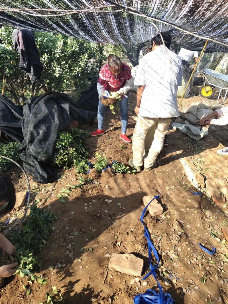 大叶黄杨高度8-15公分左右床苗地里现起苗好活