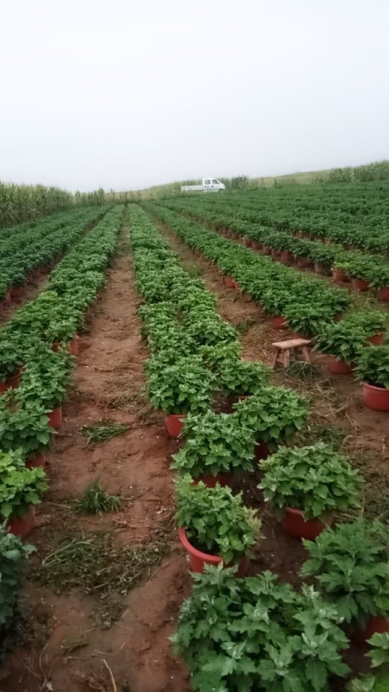 观赏菊