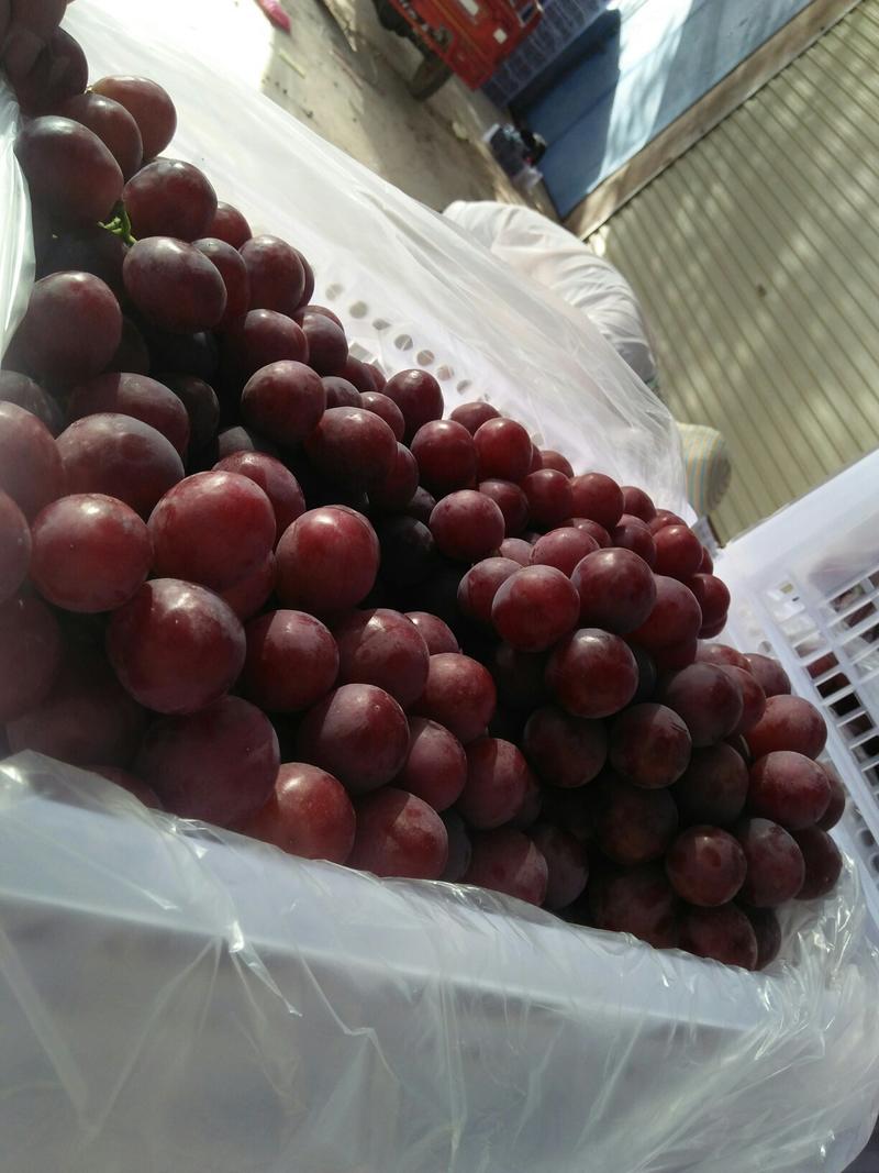 敦煌无核白，红提葡萄，脆脆即将上市质优物美！欢迎采购！