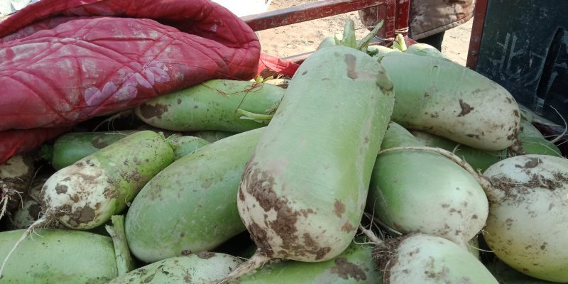 黄瓜豆角辣椒生菜等各种新鲜蔬菜