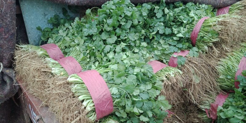 黄瓜豆角辣椒生菜等各种新鲜蔬菜