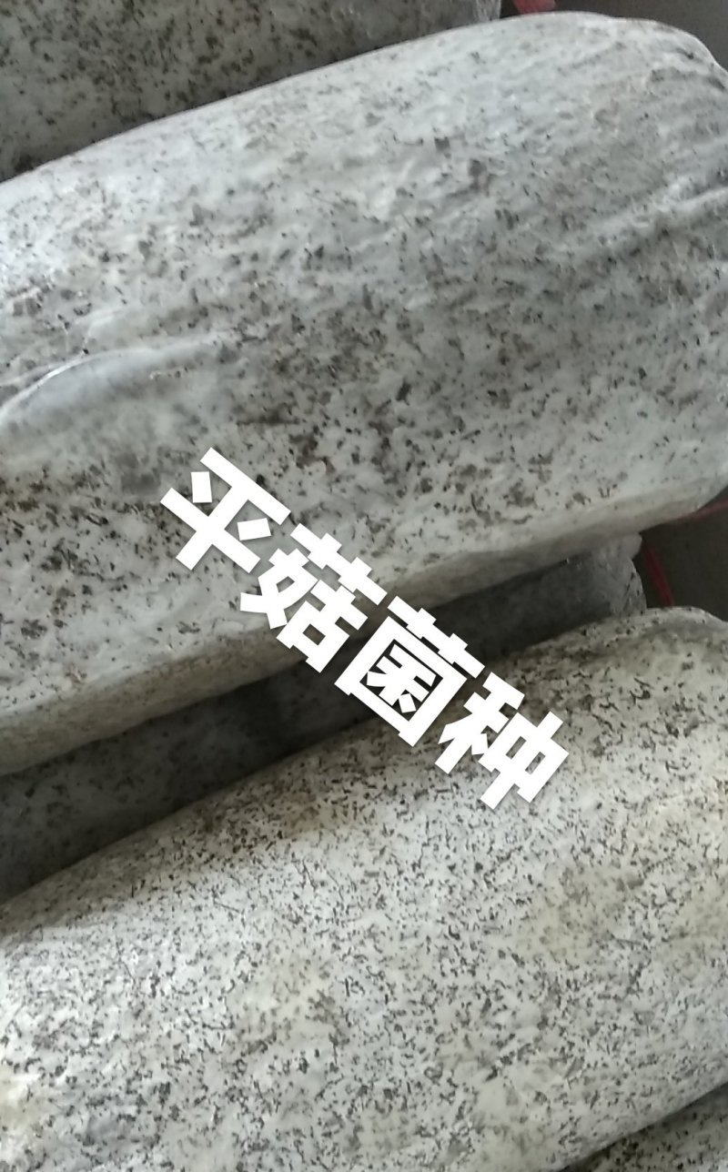 平菇菌种平菇栽培种姬菇栽培种平菇三级种枝条菌种1