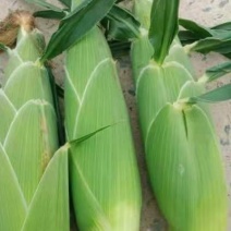湖北沙土地甜玉米。泰阳花
