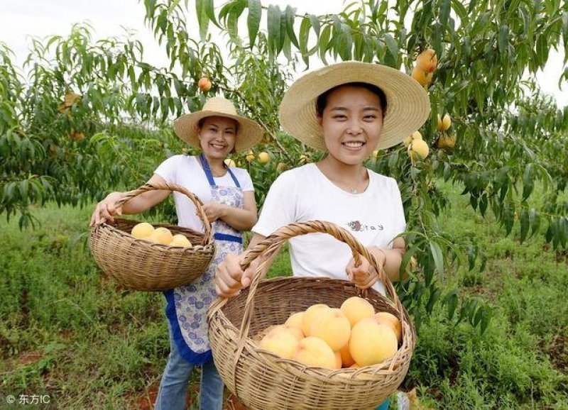 鲜果食品黄桃罐头健康食品